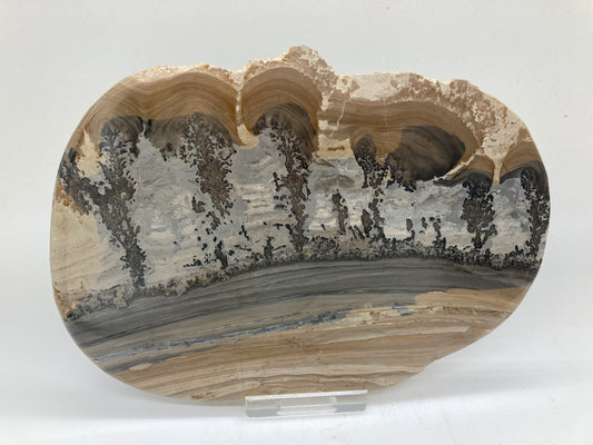 Cotham Marble with Stromatolite